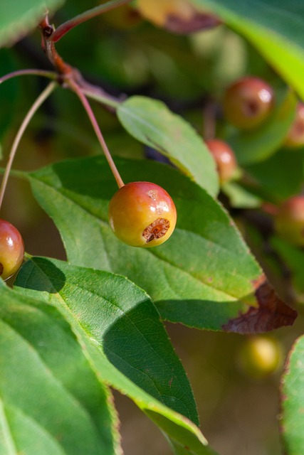 作為推動劑 作為推動劑