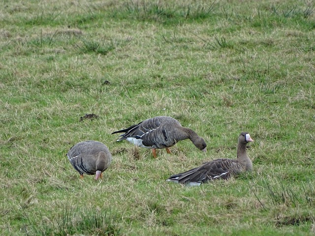名记揭秘巴 名记揭秘巴